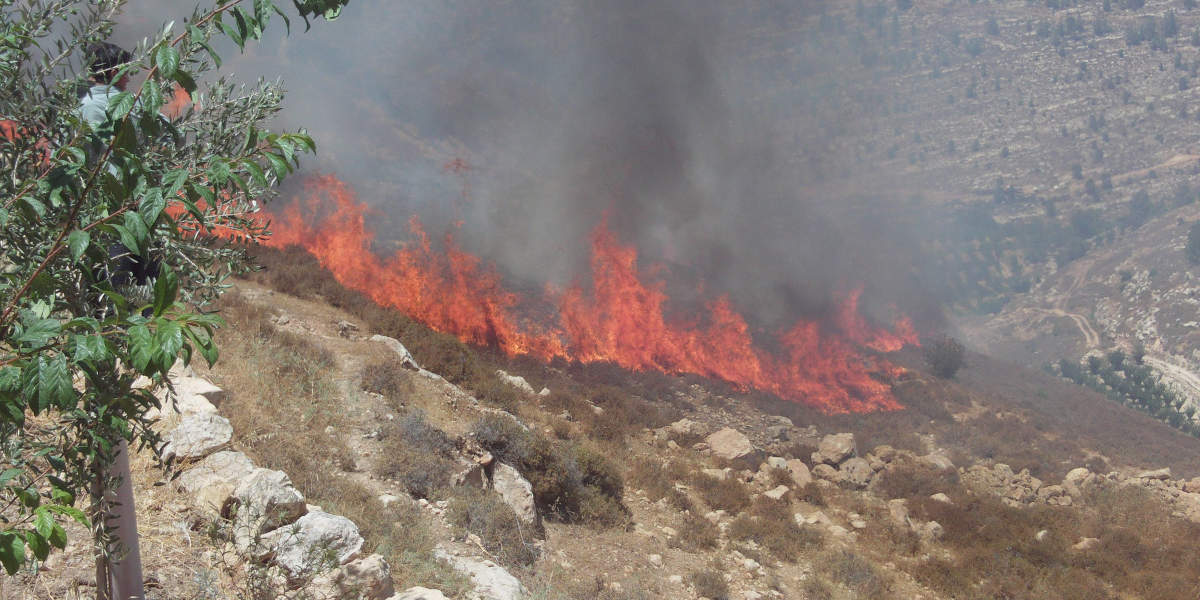 A large fire raging in the background with an olive tree and a person looking on in the foreground